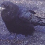 raven-300x254