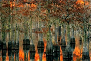 20080410-cypress-swamp-at-sunset
